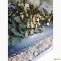 Продам розсаду клубніки сорту альба, азія, роксана