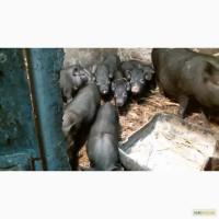 Продам поросят корейської травоїдної породи