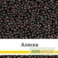 Семена рапса Чорний Велетень