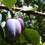 Продам саджанці (саджанцы) (плодові дерева)