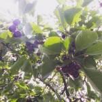 Продам саджанці (саджанцы) (плодові дерева)