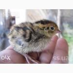 Корма для всех видов животных ТМ Люба Ферма
