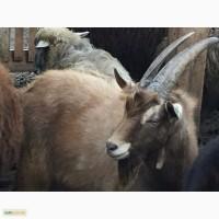 Продается тоггенбургский козел