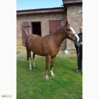 Продам коней (кобили)