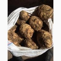 Продам корень сельдерея