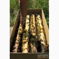 Продаю пчелопакеты Карпатка с доставкой по Украине