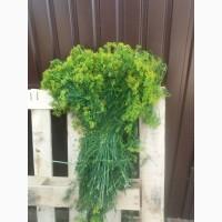 Продам пышный укроп для засолки (зонтиками)
