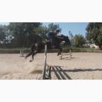 Срочная продажа, мерин под аматора