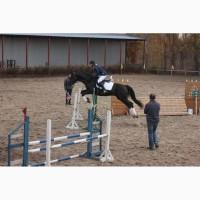 Срочная продажа, мерин под аматора