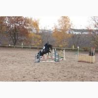 Срочная продажа, мерин под аматора