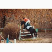 Срочная продажа, мерин под аматора