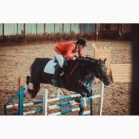 Срочная продажа, мерин под аматора