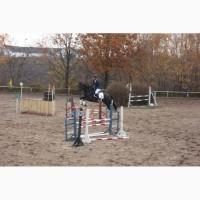 Срочная продажа, мерин под аматора