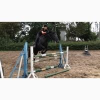 Срочная продажа, мерин под аматора