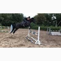 Срочная продажа, мерин под аматора