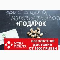 Семена фисташки (10 штук) орехи для сеянцев и саженцев, горіх насіння фісташкі