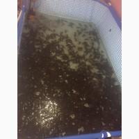 Продам раки живые речные