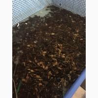 Продам раки живые речные