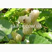 Саджанці шовковиці