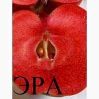 Саджанці яблуні червономяса