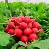 Продам Редиску. Сорт Селеста. Каховка