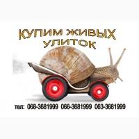 Куплю улитку (равлики) виноградную. Сумы. Сумская область Ахтырка Тростянец