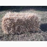 Продам тюки пшеничної соломи по 8 грн. за тюк