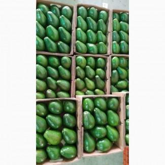 Продамо авокадо з Домінікани