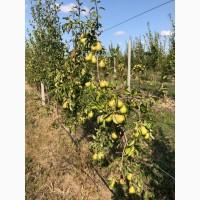 Продам Грушу из Сада