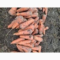 Продам морква сорт каскад /вариант мита/ також цибуля