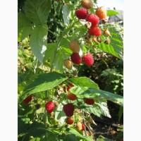 Продам саженцы крупноплодной малины