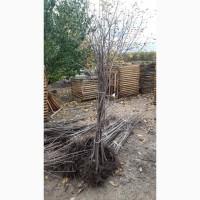 Продам Саджанці