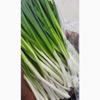 Продам зелень лук перо