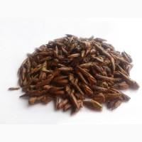 Тополь черный (почки) 1кг