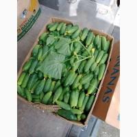 Продам огірок корнішон. Сорт амур, арктика