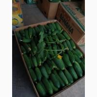 Продам огірок корнішон. Сорт амур, арктика