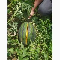 Продам арбуз