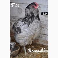 Араукан. Півень