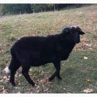 Продається БАРАН