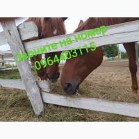 Сено луговое разнотравье в тюках. Доставим по Киевской области