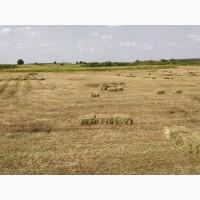 Сено луговое разнотравье в тюках. Доставим по Киевской области