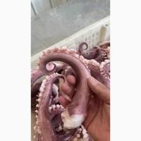 Филе морского угря, щупальца кальмара