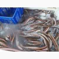 Филе морского угря, щупальца кальмара