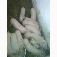 Продам поросята мясних порід