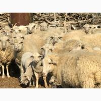 Продам овец цигайской породы. Баранчики, ярочки этого года и зубобрак