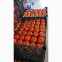 Прямые оптовые продажи Помидора из Турции