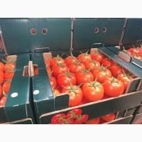 Прямые оптовые продажи Помидора из Турции