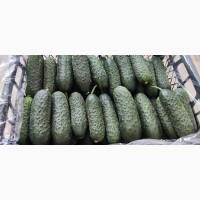 Прямые оптовые продажи Помидора из Турции