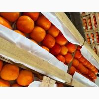 Продам азербайджанскую хурму высокого качества