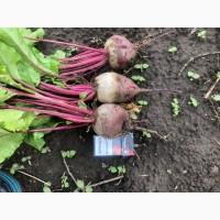 Продам молодий червоний буряк